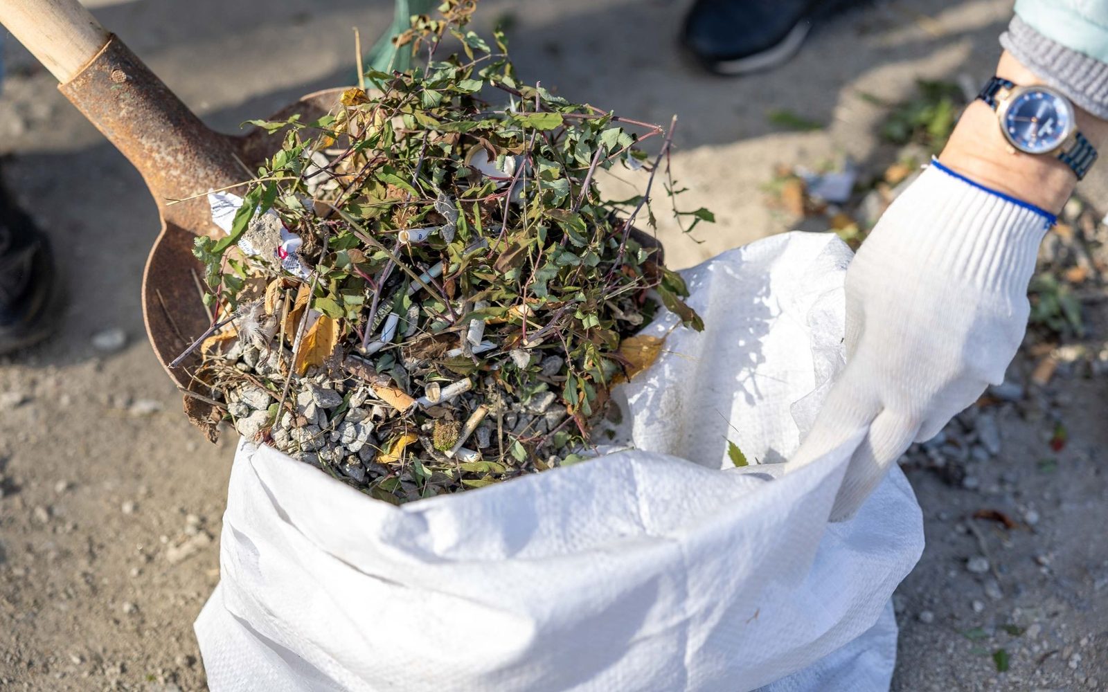 Garden cuttings being bagged for removal